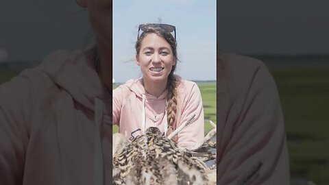 Baby Osprey in the Nest #shorts