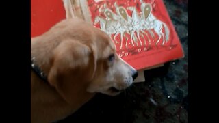 Puppy eating a book