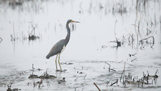 Tricolored Heron wading in a stream, peaceful moment.