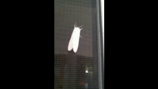 White moth sitting on door at 11am in ohio