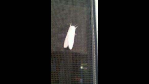 White moth sitting on door at 11am in ohio