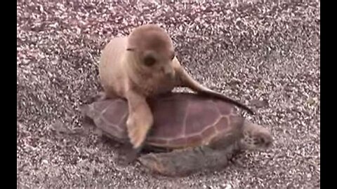 Baby🦭🤿 Sea Lion Rides → Turtle in Galápagos!🤿