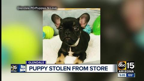 French bulldog stolen from store at a Glendale mall