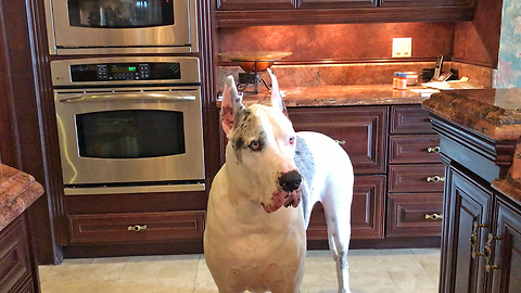 Great Dane Is Not Happy At All About Late Dinner