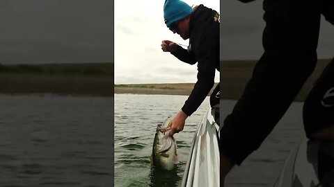 GIANT BASS On Our New FAST-SINKING Draw Swimbait
