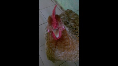 this chicken thinks that it is domesticated does not come out of the house