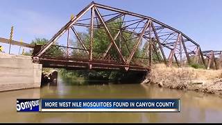 More West Nile mosquitoes in Canyon County