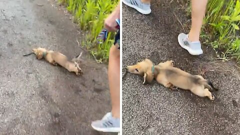 Adorable Puppy Repeatedly "Sploots" During Walk Time