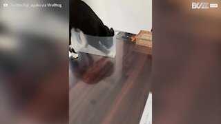 Clumsy cat playing with box tumbles over table top