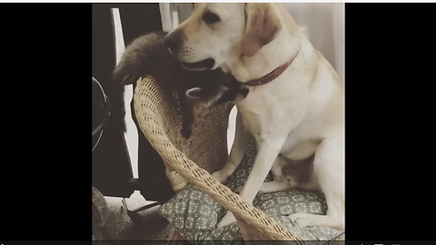 Dog & raccoon are best friends, enjoy priceless play date