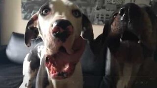 Dogs pull funny faces in slow motion