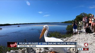 Rescued white pelican released on Sanibel