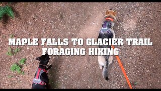 Maple Falls to Glacier Trail - Hiking Foraging Puppies