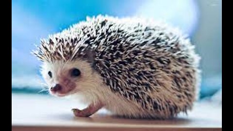 cute hedgehog