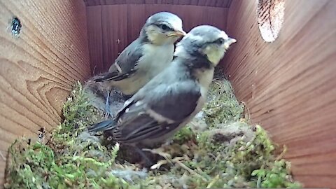 29th May 2021 - Fledging Day, the short version - Blue tit nest box live camera
