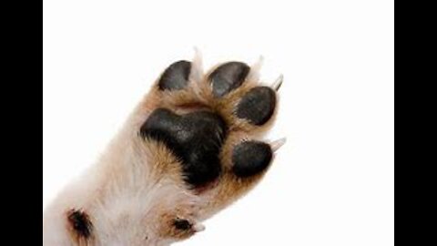 Home Remedies For Your Dogs Itchy Paws