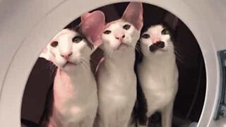 Three cats playing astronauts in the washing machine