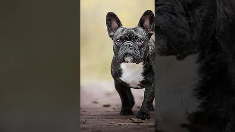 "French Bulldogs: Big Personalities in Small Packages"