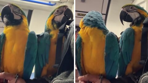 Pair of happy macaws ride the subway with ease