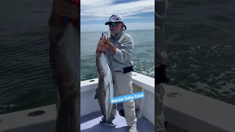 Monster Cobia Catch #Shorts