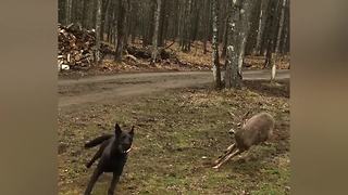 A Dog and Two Deer Play Fetch Together