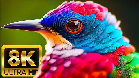 COLOR BIRDS - 8K (60FPS) ULTRA HD - With Nature Sounds (Colorfully Dynamic)