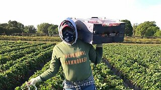 Farmworker Advocates Push For Federal Protections Amid Pandemic