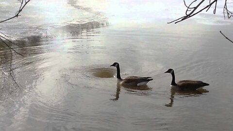 Mr and Mrs Goosey vs Whirlpool