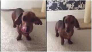 Denne overglade hund danser når den er fornøjet