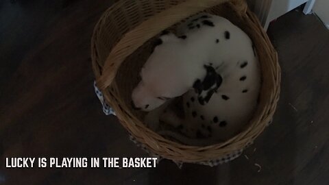 LUCKY IS PLAYING IN THE BASKET