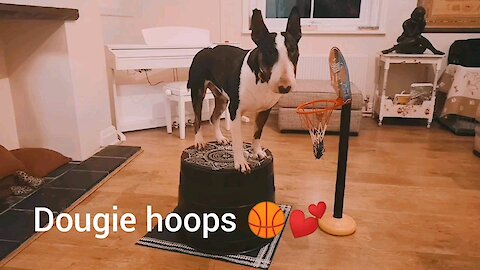 Dougie bullterrier Basketball Hoops