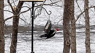 Pete at the feeder