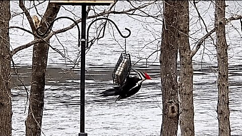 Pete at the feeder