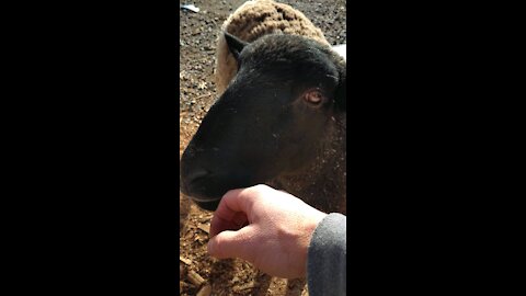 Friendly Sheep