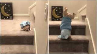 Ranskanbulldoggin pentu kävelee käsillään laskeutuessaan portaita!