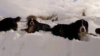 Bernese love snow even to eat