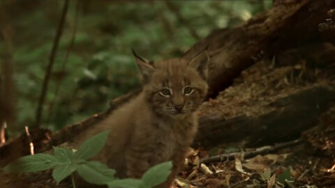 Adorable baby bobcat