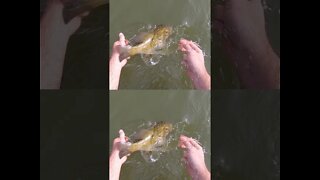 Smallmouth fishing in Ohio creeks