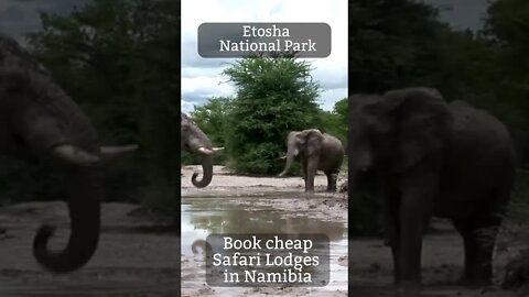 Take a Safari ride inside the Etosha National Park in Namibia 🥰
