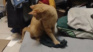 I have a sock!!!!!!!!:) https://www.thescifishortstorywriter.com