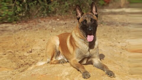 Meet Our Newest Pack Member - One Year Old Belgian Malinois - Pack Introduction Part 1
