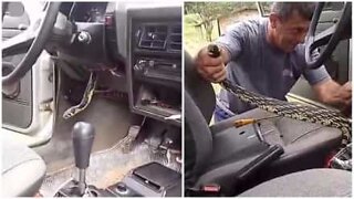 Cobra é capturada dentro de painel de carro