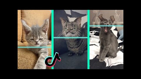 Time Warp Scan tiktok cat compilation (filter tiktok)