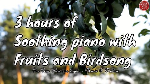 Soothing music with piano and birdsong for 3 hours, music for healing and boosting your energy