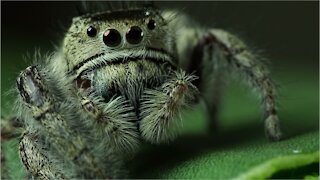 Microscopic Arachnids Are Likely Living Inside Your Pores