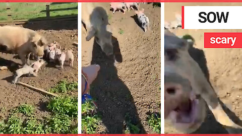 A terrified girl admits a "crazy pig" nearly bit her hand off as she tried to pat its snout