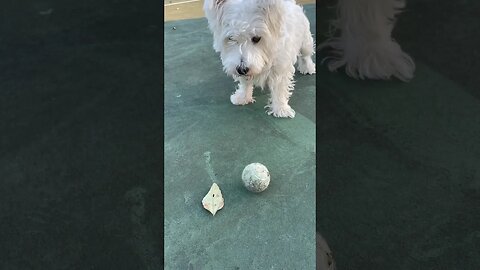 Westie Dog is a great soccer player #dogs #funny #soccer #westie