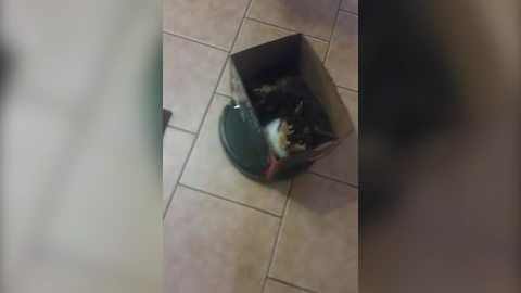 "Cat Riding On Roomba Vacuum Cleaner In Style"