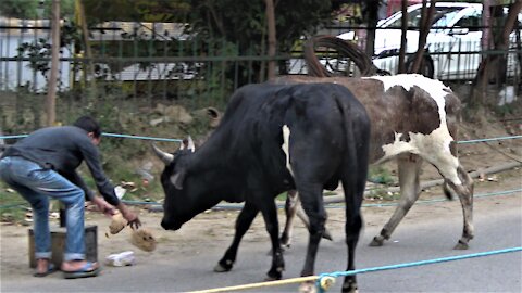 Generous rickshaw driver shares his lunch with stray cows in India