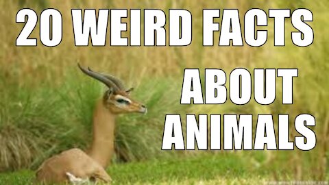 20 Completely Unknown Weird Animal Facts